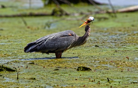 Blue Heron